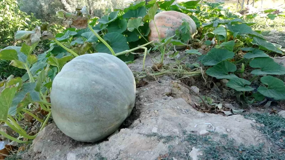 Malatya\'da Üreticiler Bal Kabağına Yöneliyor