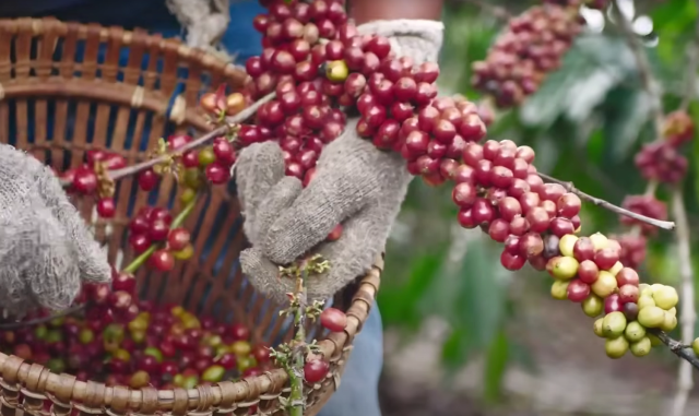 Barista Guru ile kahvenin yolculuğu: Tarladan Fincana İlk Adım
