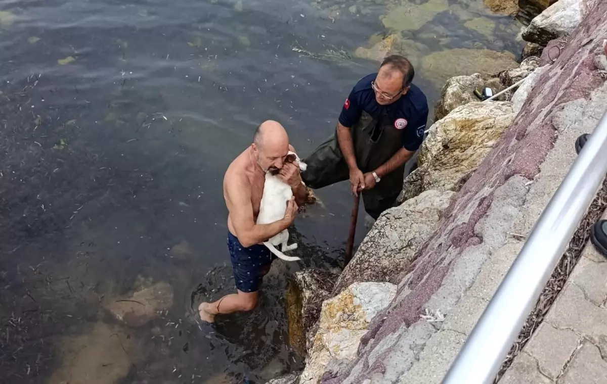 Köpek Kayalıklardan Kurtarıldı
