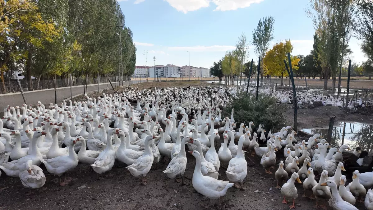 Kanatlı Hayvanlara Sevgiyle Yaklaşıyor