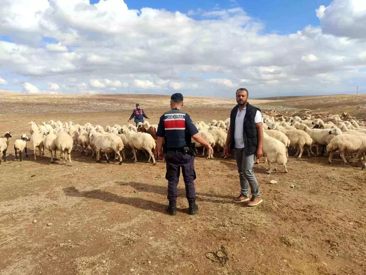 Kaybolan 93 Küçükbaş Hayvan Bulundu