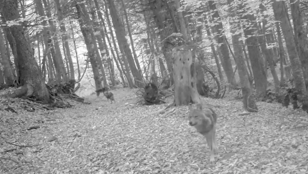 Bursa\'da Fotokapanlara Kurt Yansıdı