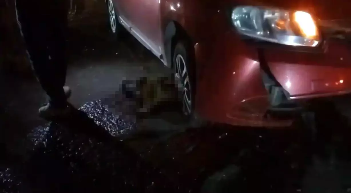 Silvan\'da Manda ve Yavru Otomobil Çarpmasıyla Telef Oldu