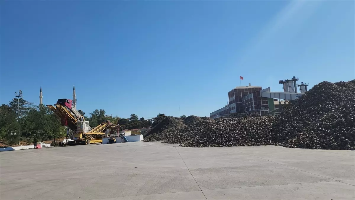 Amasya Şeker Fabrikası\'nda Pancar Alım Kampanyası Başladı
