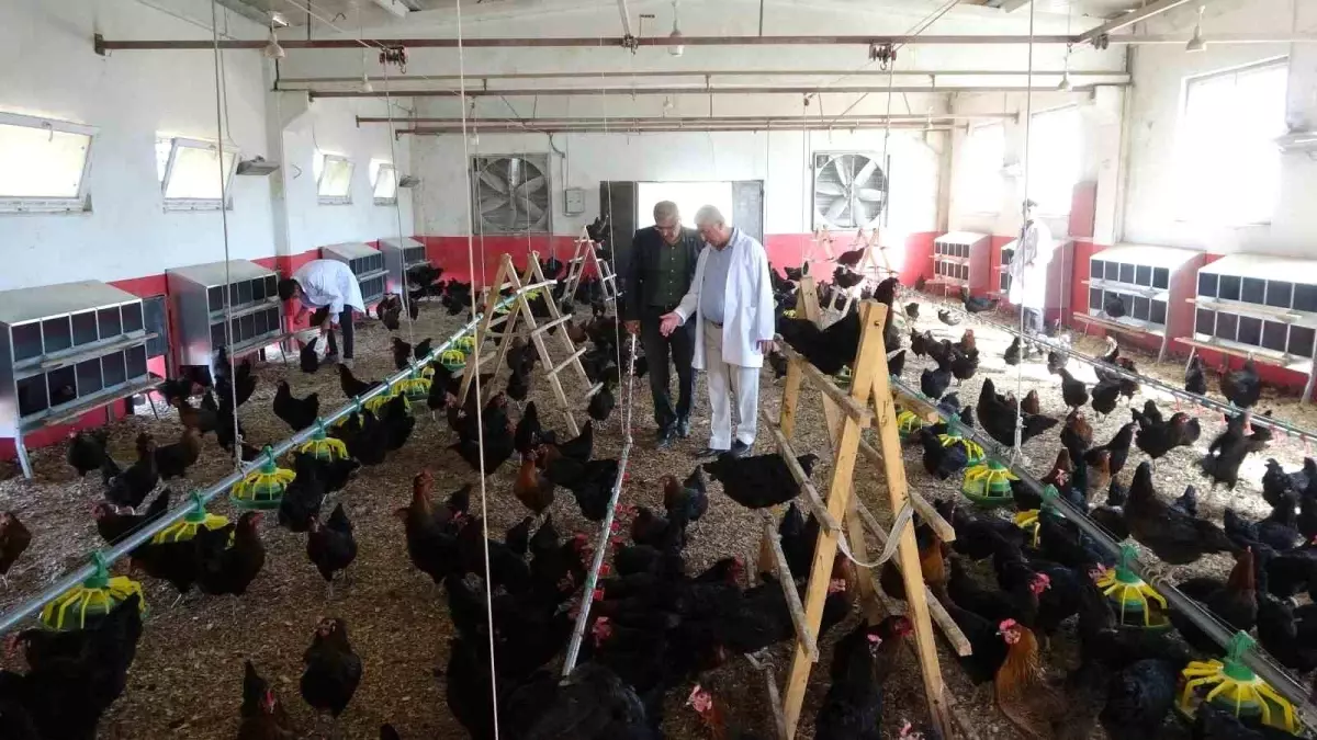 Malatya\'da Öğrencilerden Tavuk Yetiştiriciliği