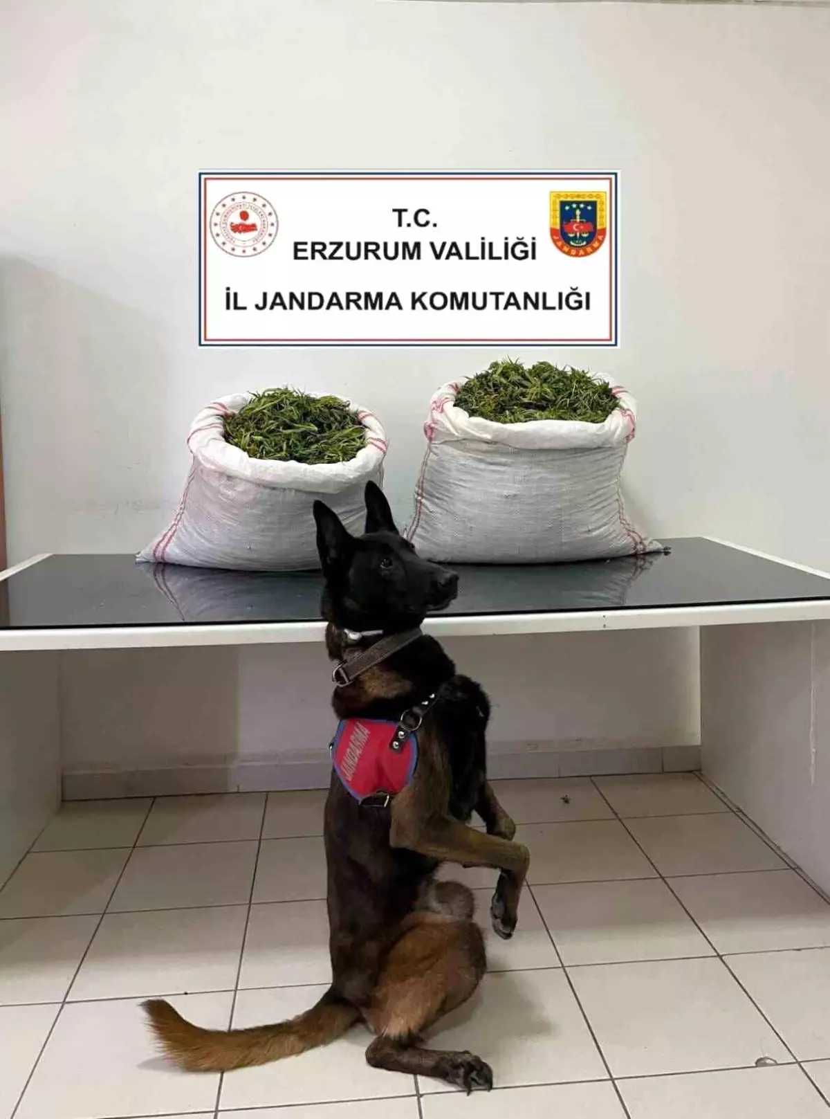 Erzurum\'da 32 Kilogram Esrar Ele Geçirildi