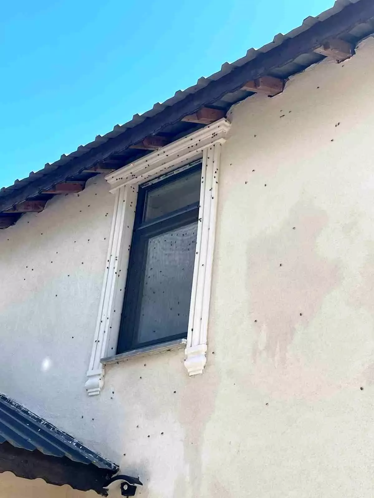 Kahverengi kokarca böceği mahalleyi sardı