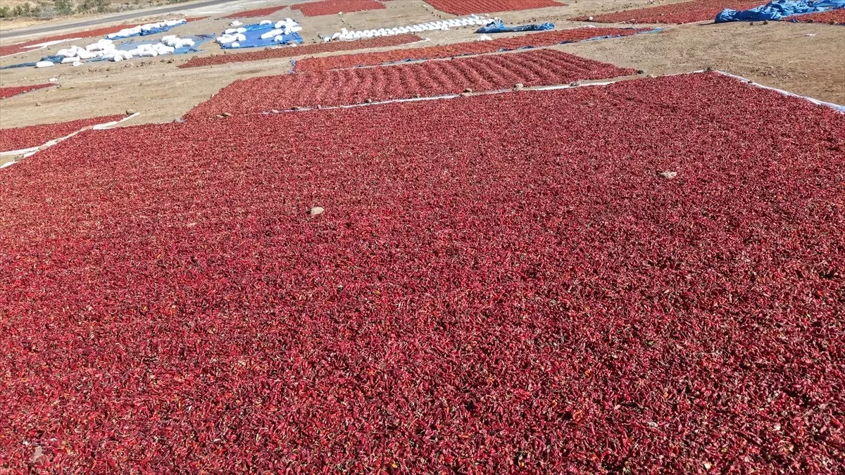 Kilis\'te Geleneksel Pul Biber Hasadı