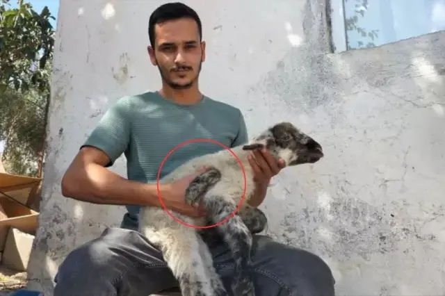Yeni doğan kuzuyu gören üreticinin ağzı açık kaldı