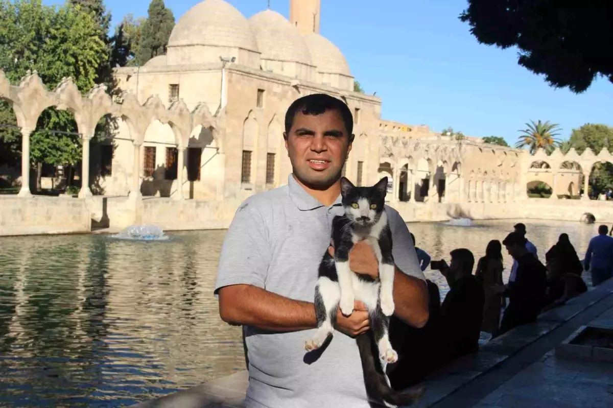 Kedi Kurtarma Hikayesi