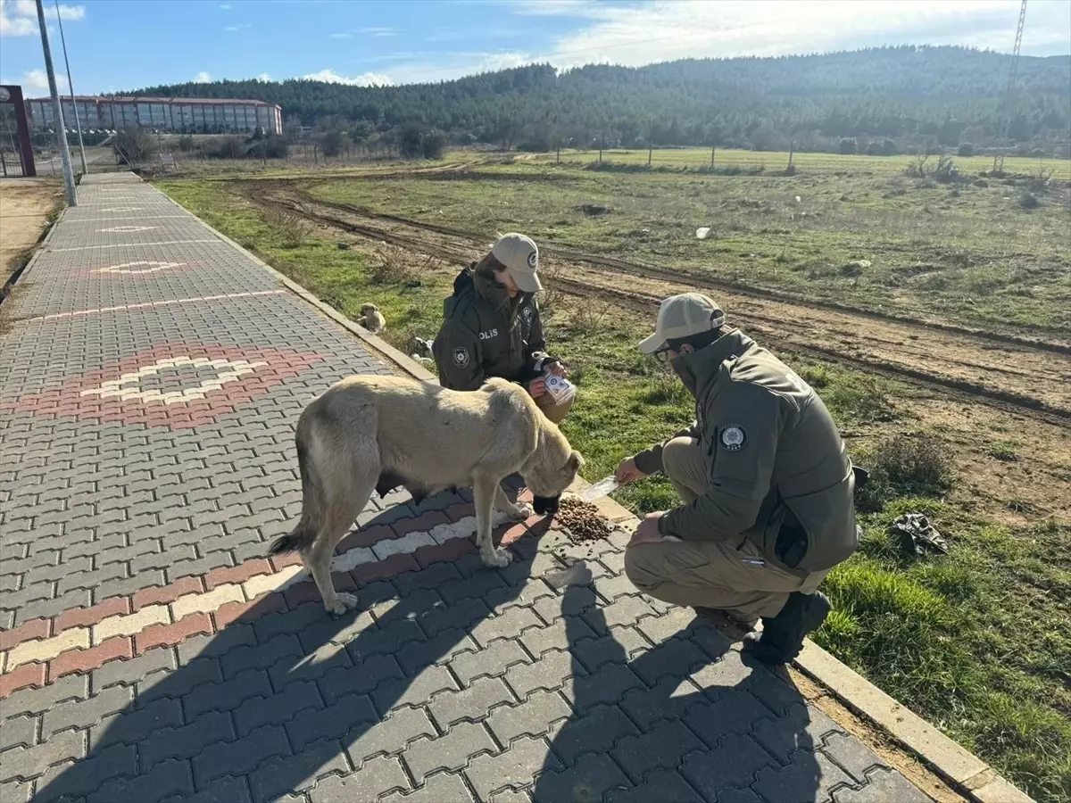 Edirne\'de Hayvanlara Mama Desteği