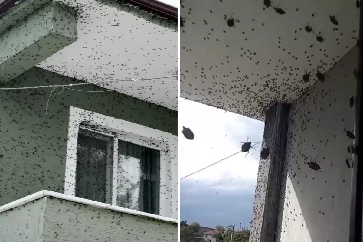 Sakarya\'da iki ilçeyi birden istila ettiler! Binalar adeta renk değiştirdi