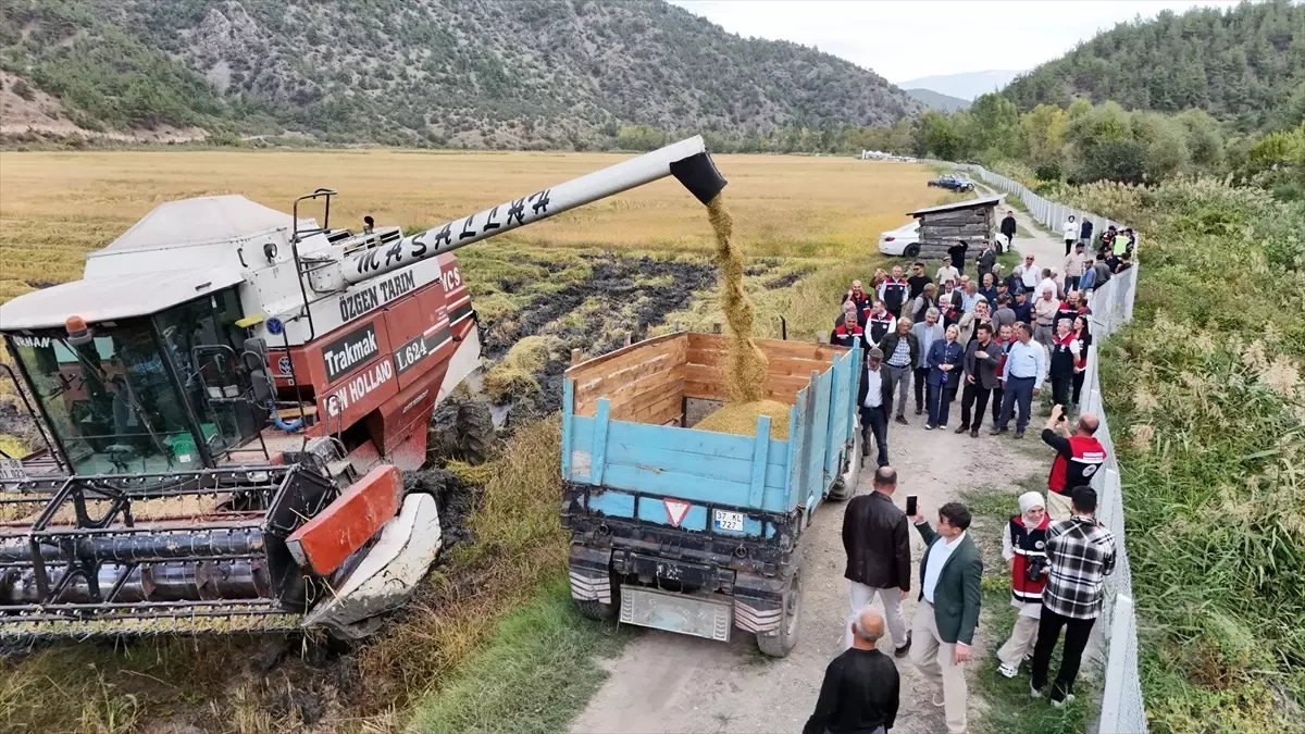 Tosya\'da Çeltik Hasadı Yapıldı