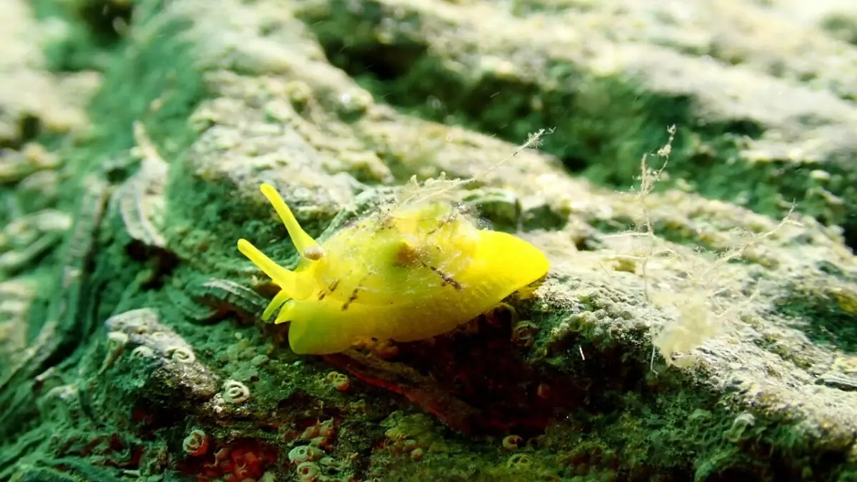 Kuşadası: Dalış Tutkunlarının Gözdesi