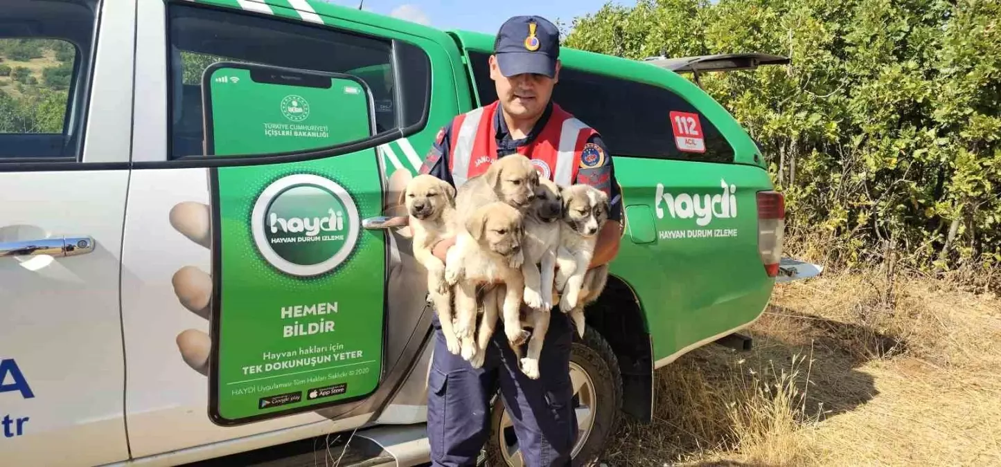 Muş\'ta Terk Edilmiş Yavru Köpekler Kurtarıldı