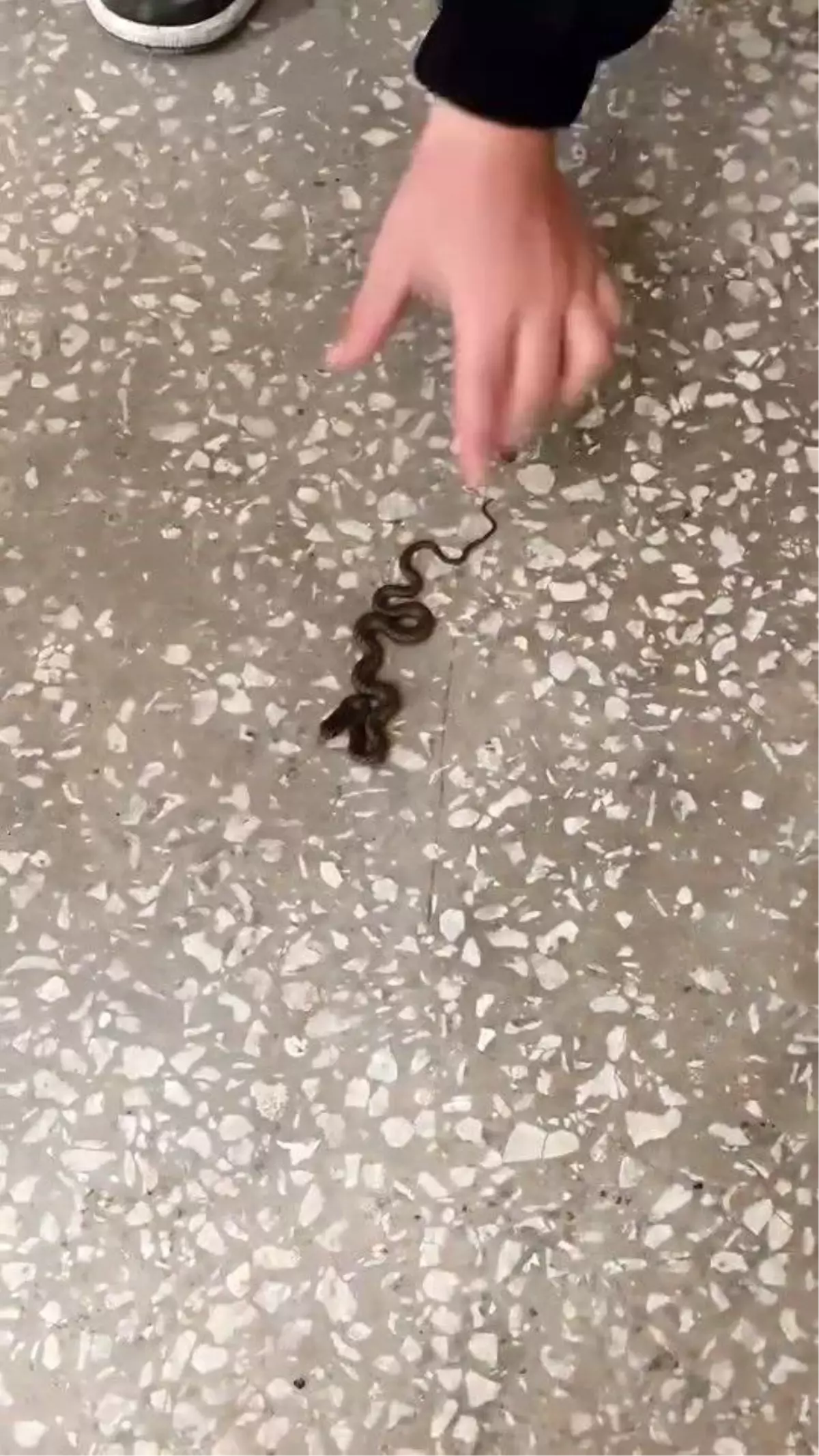 Karacabey Okulunda Yılan Paniği