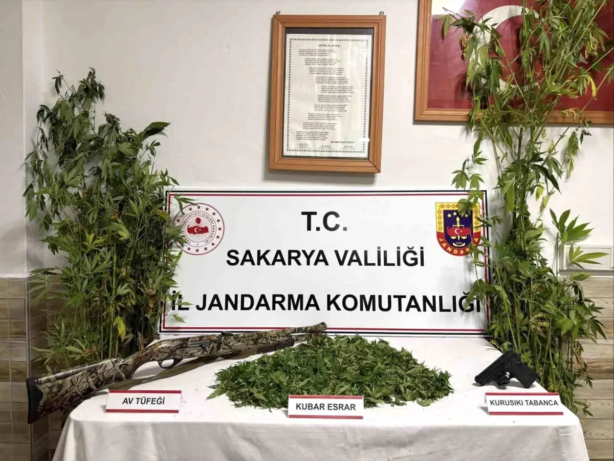 Kenevir Hasadı Yapan Şahıs Tutuklandı