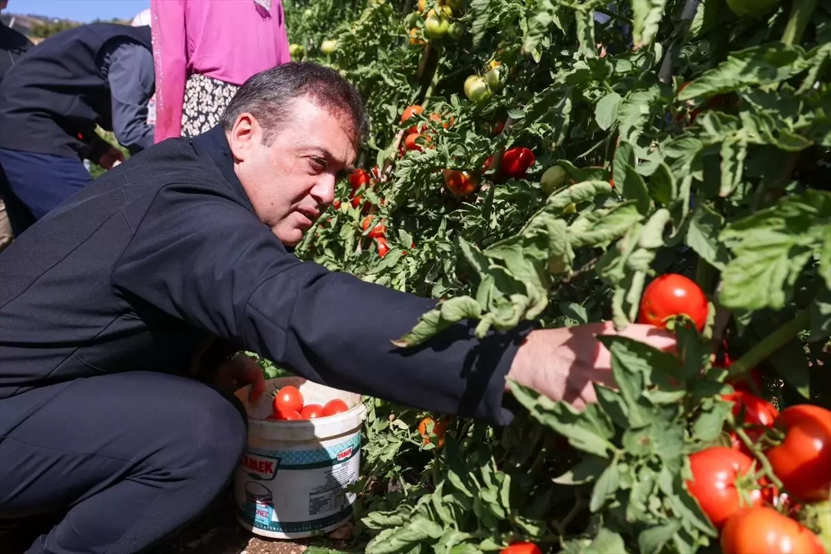 Bilecik\'te 17 Bin Dekar Domates Üretildi
