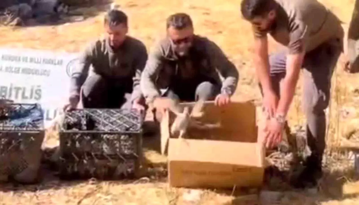 Bitlis\'te Keklik Ticareti: 90 Kınalı Keklik Doğaya Salındı