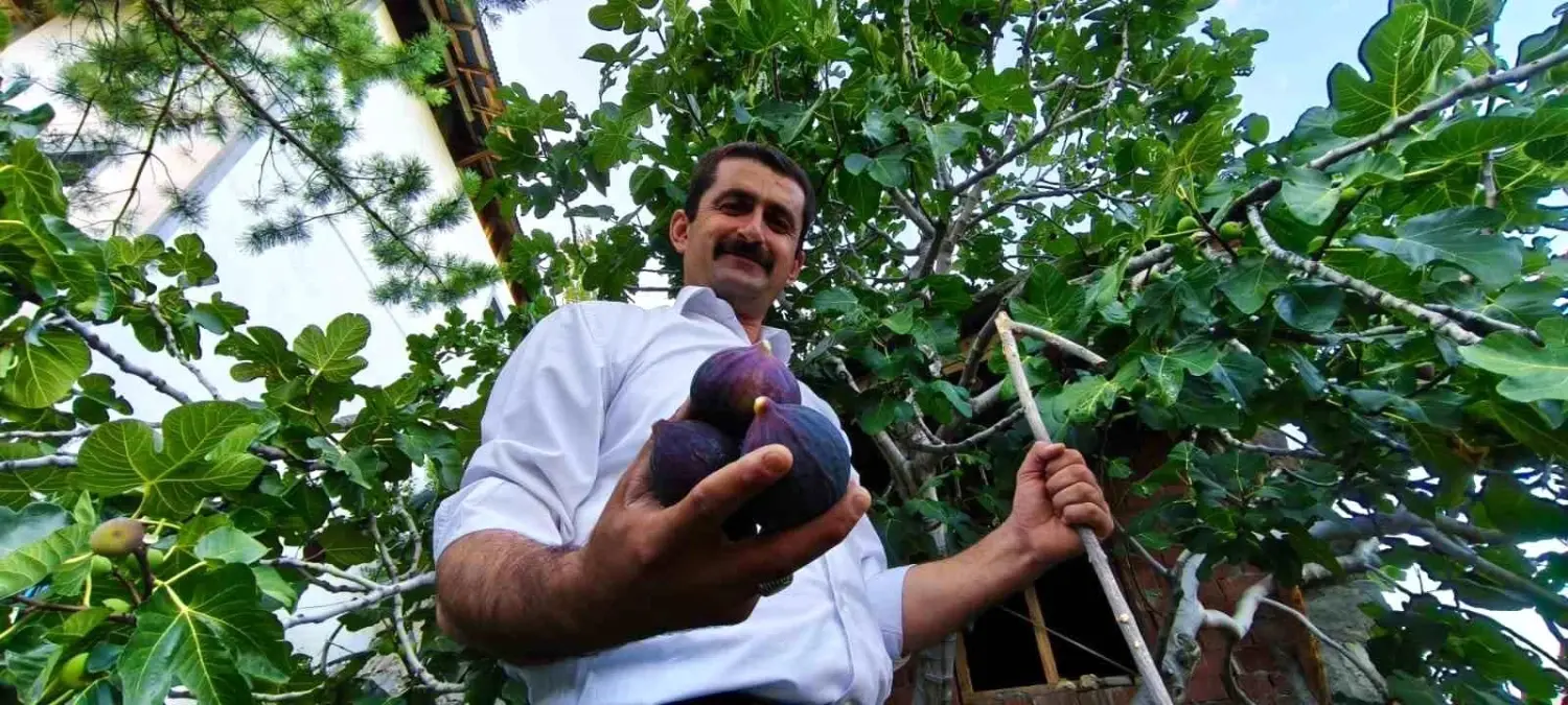 Erzurum\'da Bursa Karası İnciri Meyve Verdi