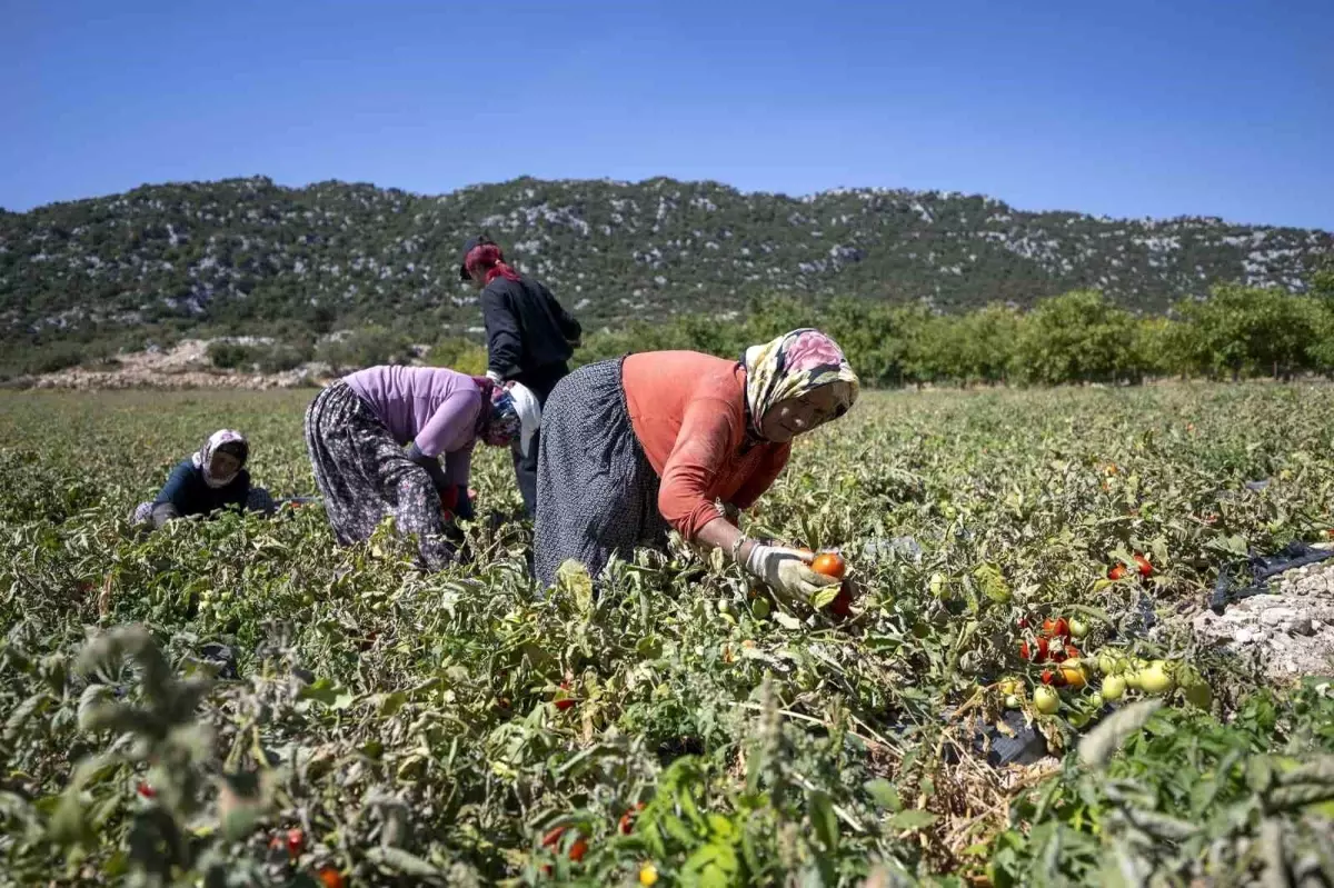 Mersin Büyükşehir Belediyesi\'nden Üreticilere Hibeli Domates Fide Desteği