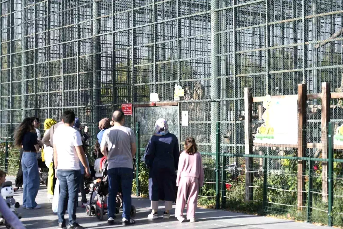 Kayseri Hayvanat Bahçesi, Dünya Hayvanları Koruma Günü\'nde Ücretsiz Ziyarete Açıldı