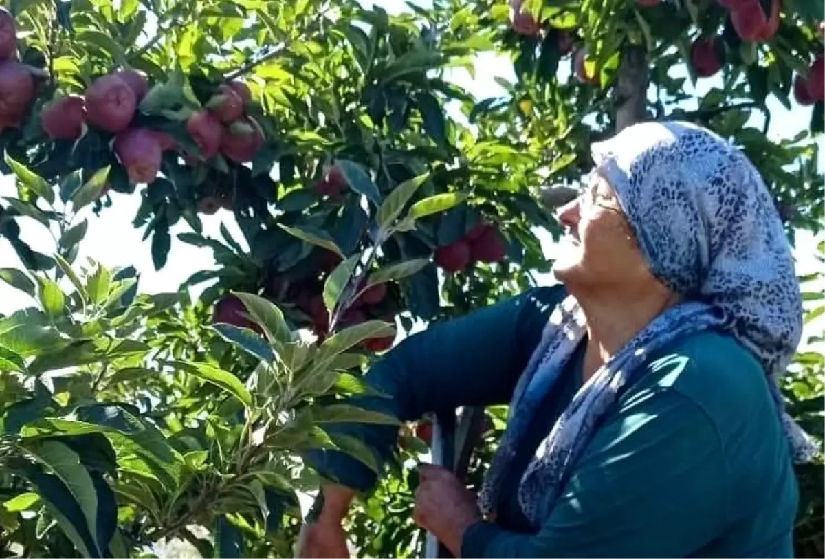Gölyaka\'da Elma Hasadı Sürüyor
