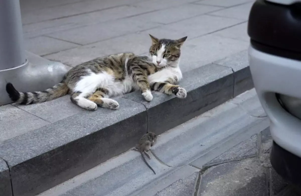 Kedi ve Fare Oyunları