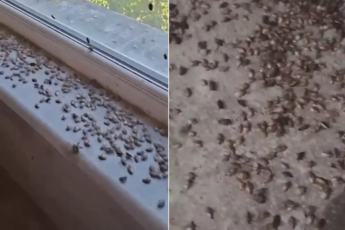 Kabus geri döndü! İki ilçeyi istila ettiler, evlerin içi korkunç halde