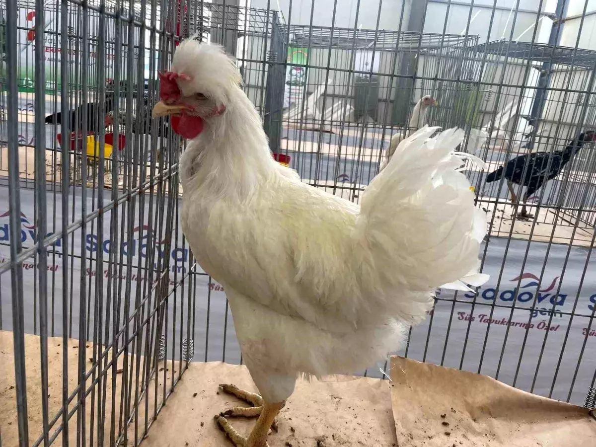 Gugulli Tavuk Irkı Fuarda İlgi Gördü