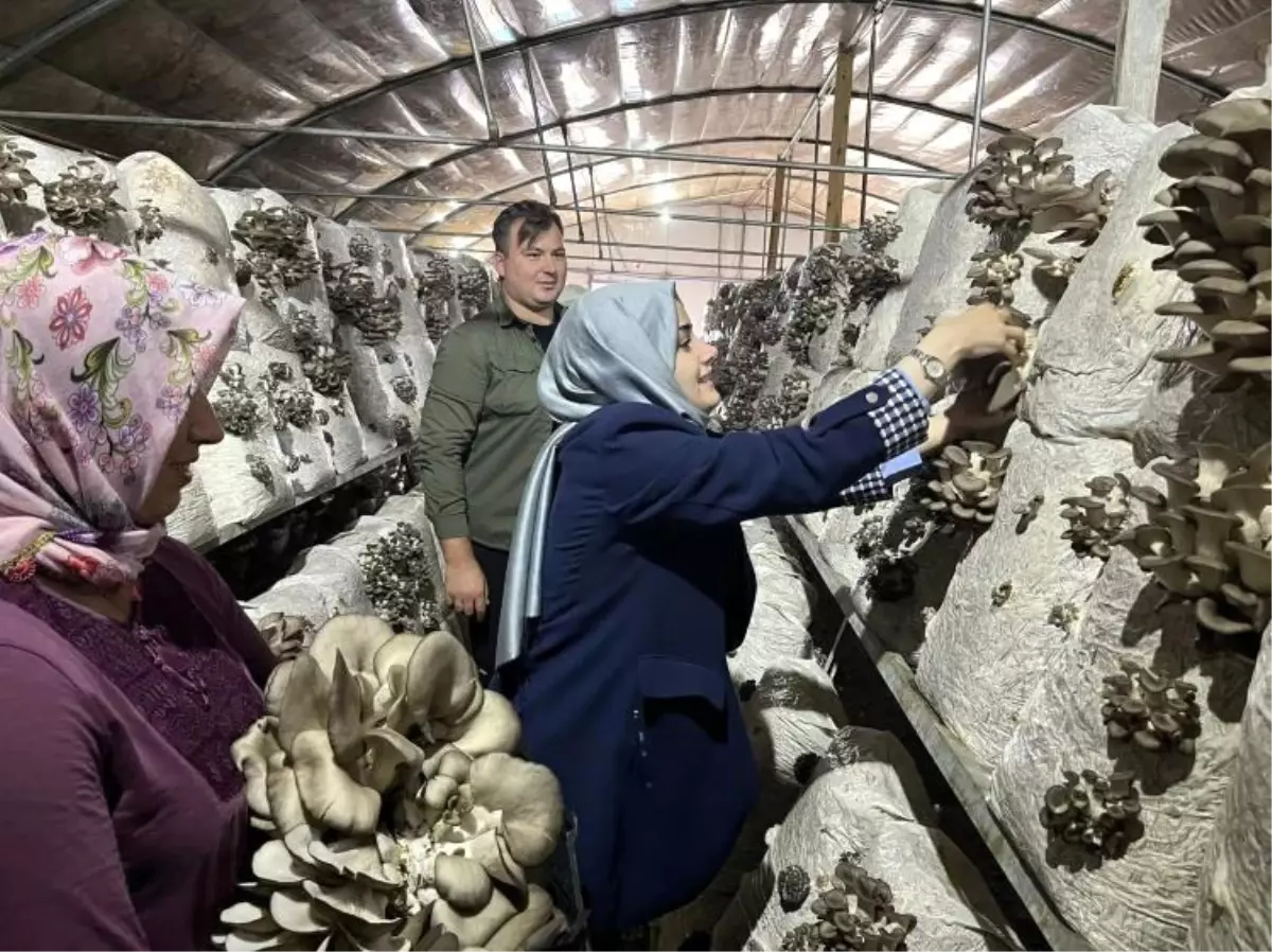 Kaymakam Kılıç, Mantar Tesisini Ziyaret Etti