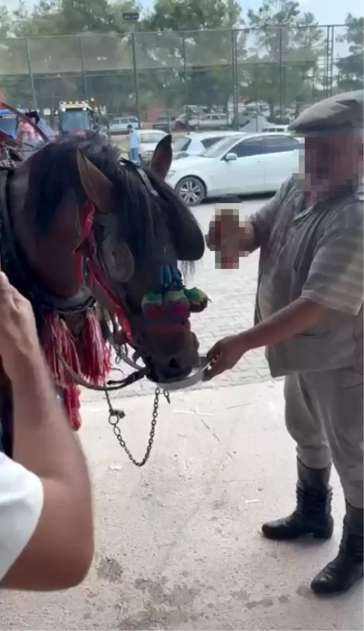 Düğünde ata alkollü içki içirdiler