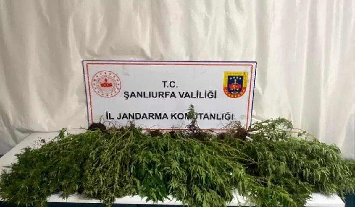 Şanlıurfa\'da Uyuşturucu ve Silah Operasyonu