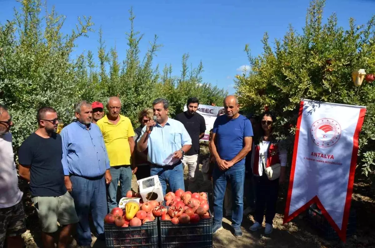 Serik\'te Nar Hasadı Başladı