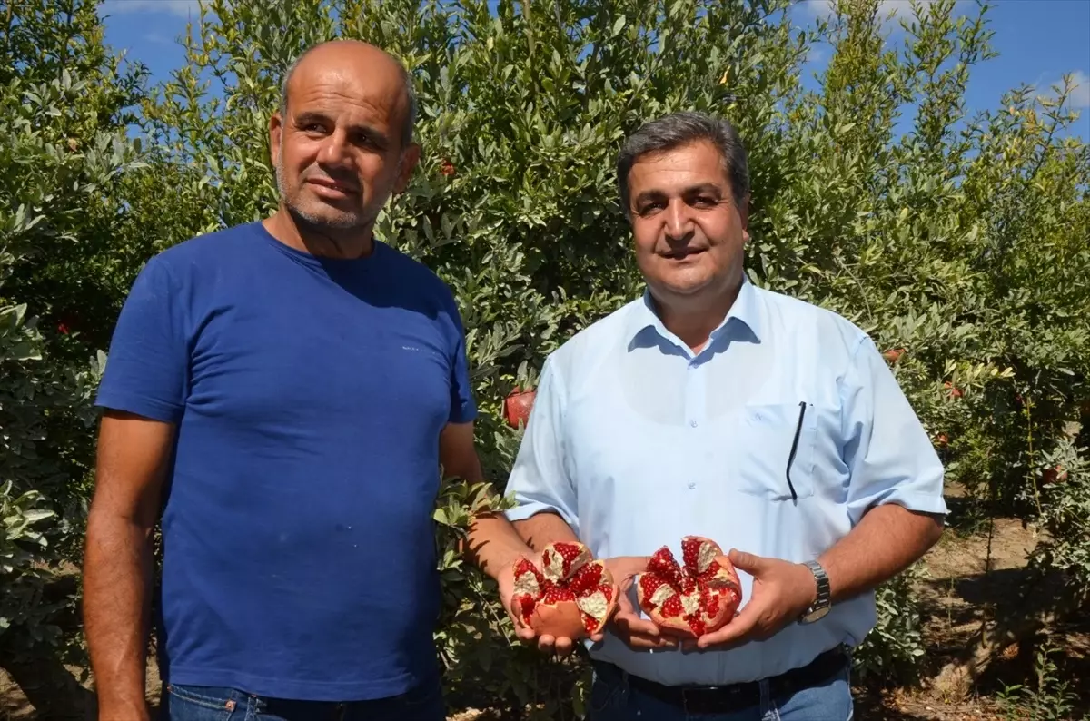 Serik\'te Nar Hasadı Başladı