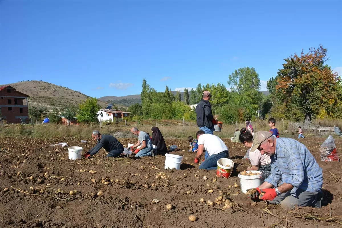 Başçiftlik Beyazı Patatesi Hasadı Başladı