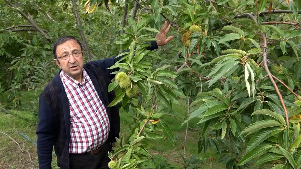 Yeni Kestane Çeşitleri Hasat Edildi