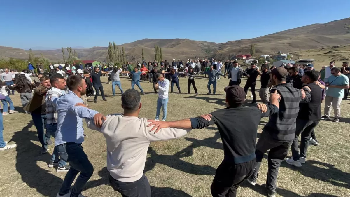 Çıldır\'da Cancur Eriği Hasadı Festivali