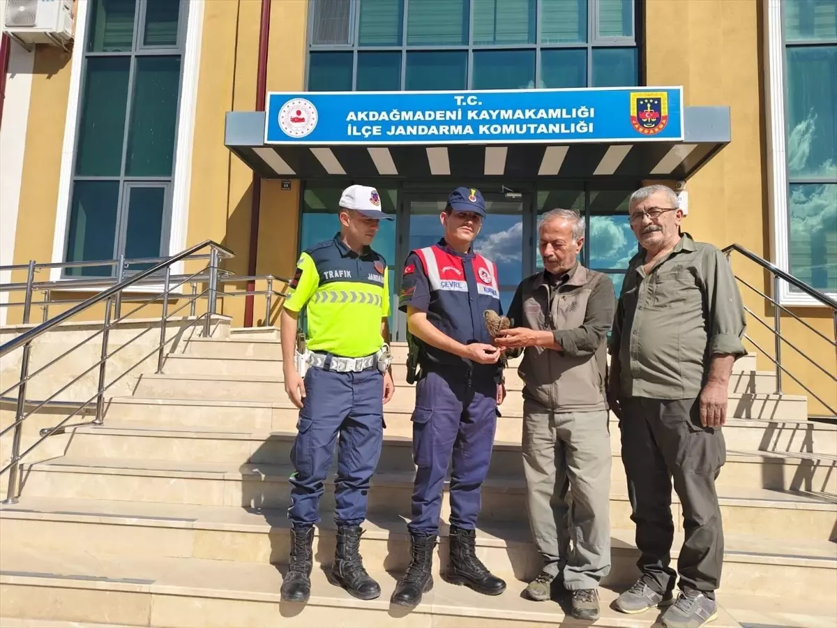 Yaralı Çakır Kuşu Tedavi Edildi