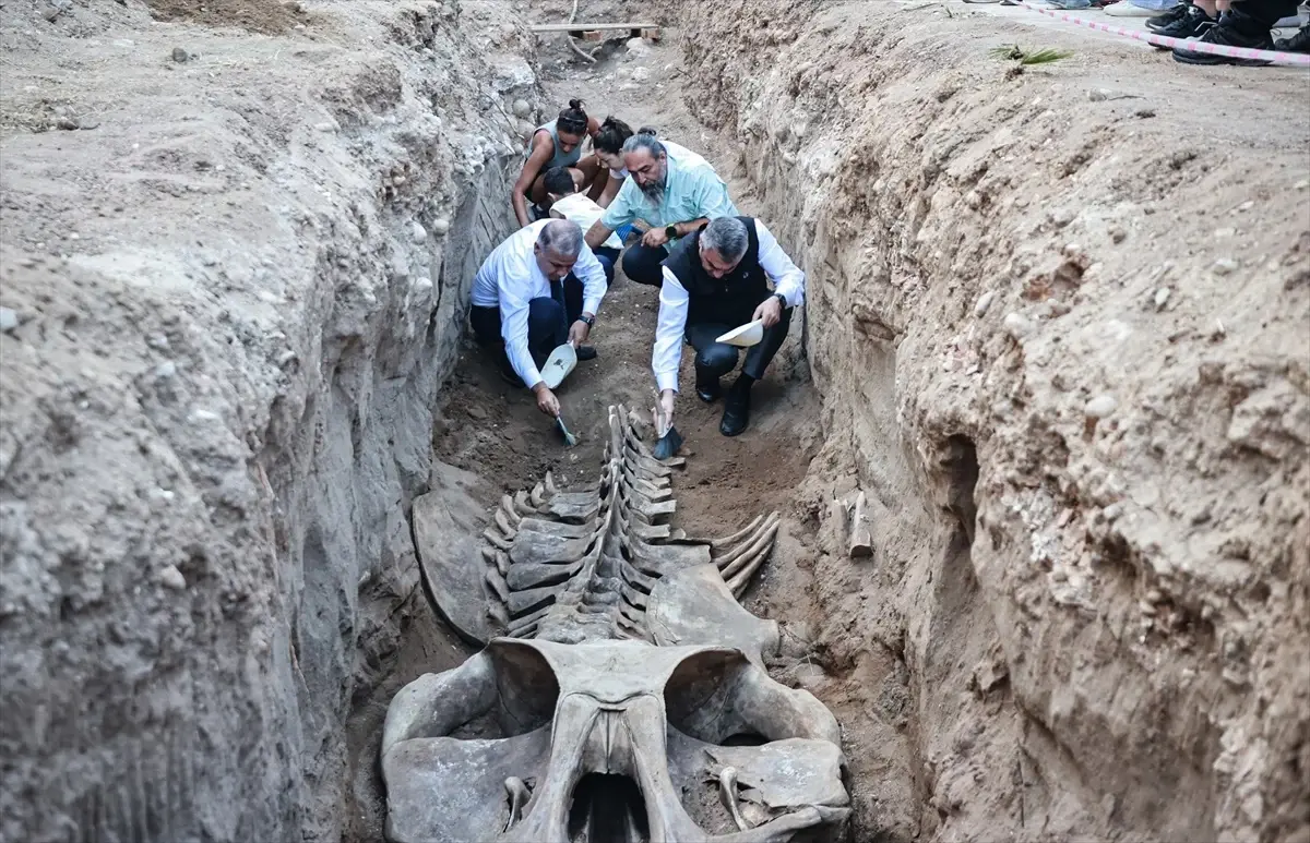 4 yıl önce gömülmüştü, topraktan çıkarılıyor! Boyu tam 14 metre