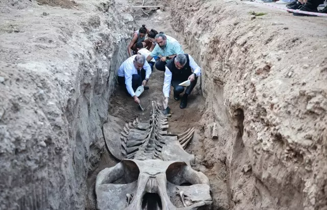 4 yıl önce gömülmüştü, topraktan çıkarılıyor! Boyu tam 14 metre