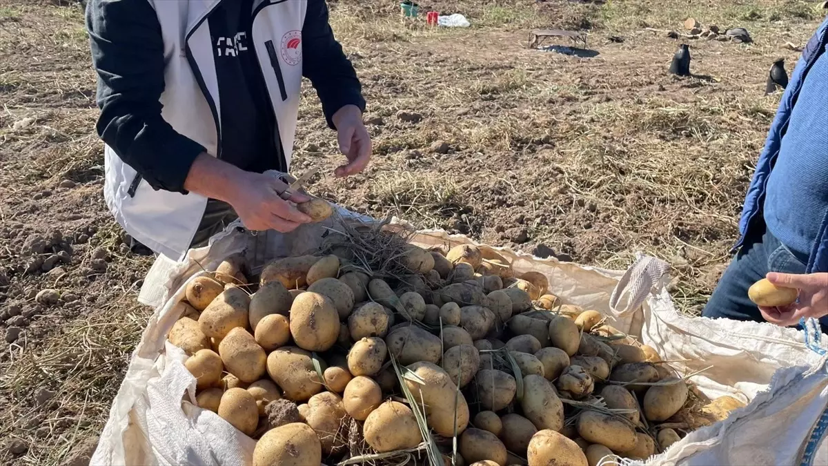 Beyşehir\'de Patates Hasadı Başladı