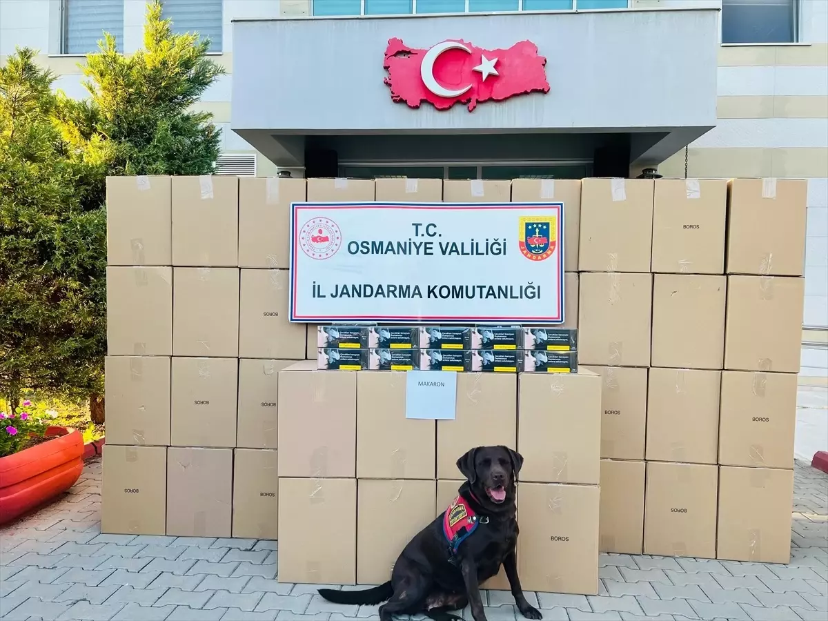 Osmaniye\'de 1,25 Milyon Makaron Ele Geçirildi