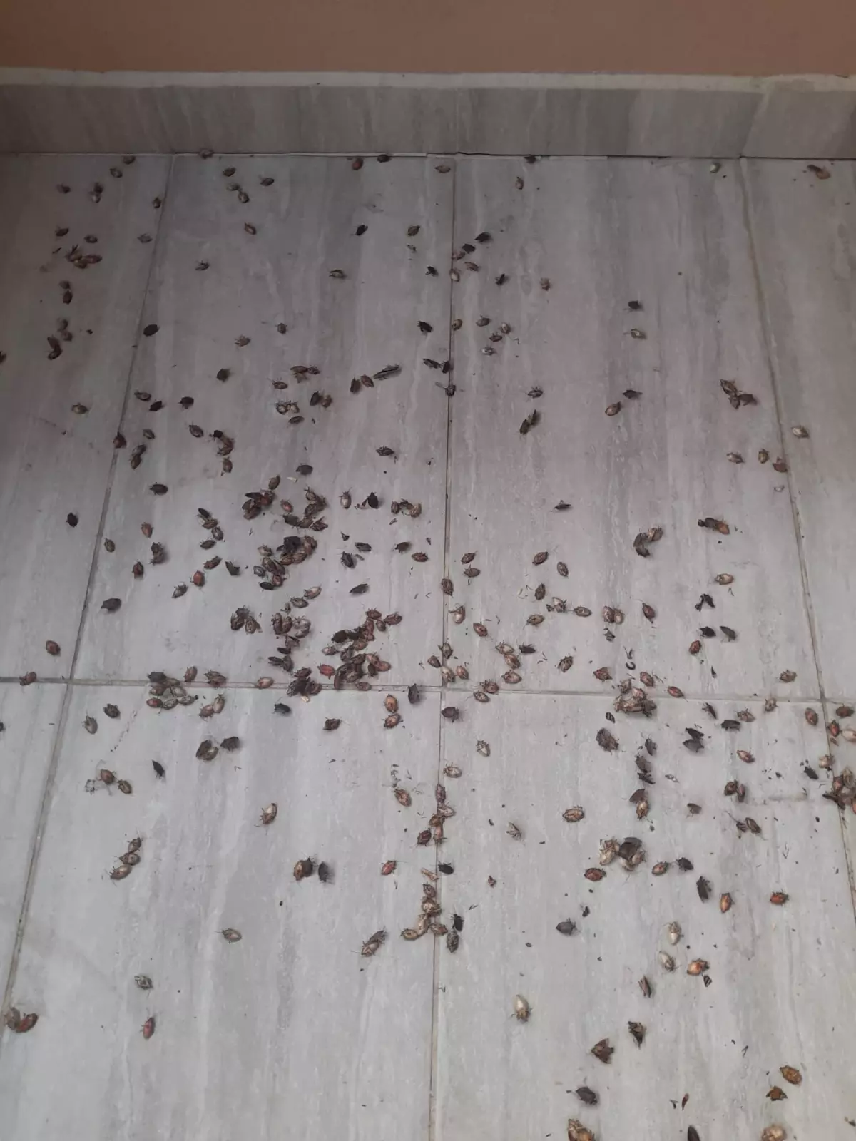 Kahverengi kokarca evleri istila etti! Uzmanlar üstüne basa basa uyardı