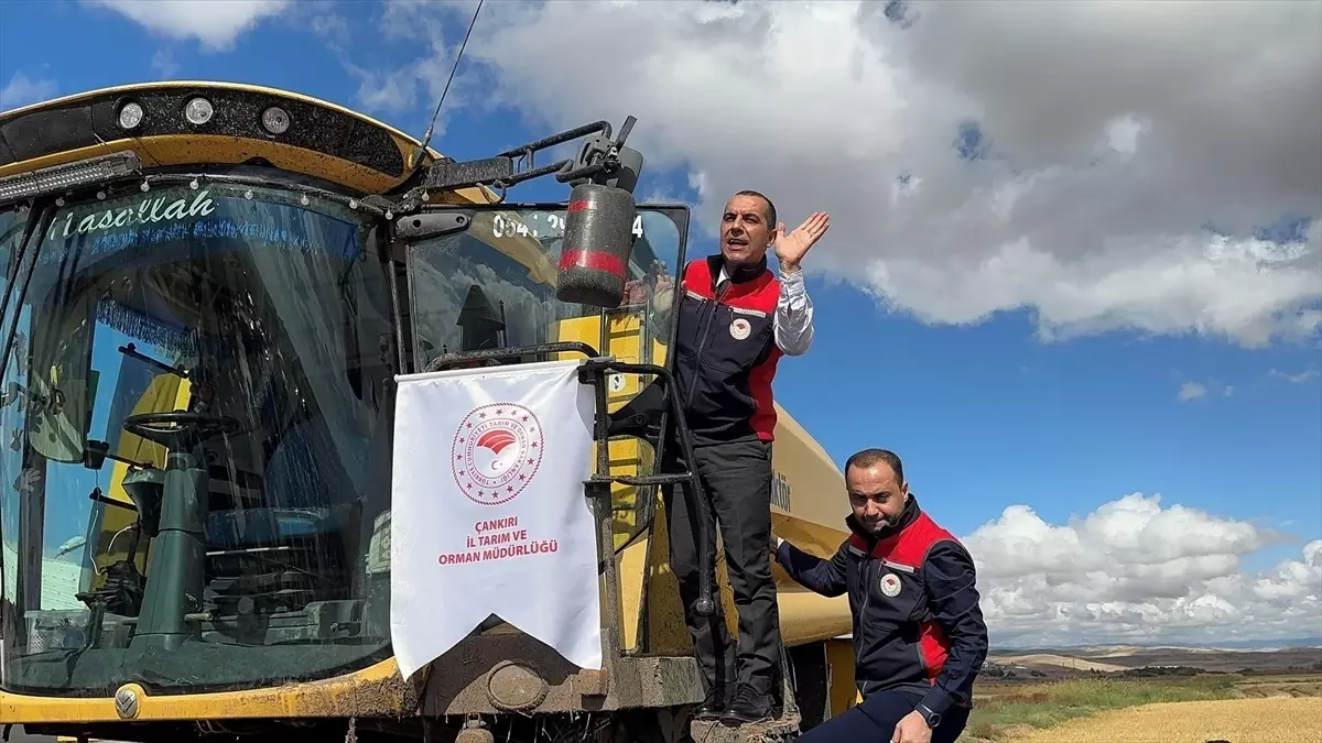 Kızılırmak\'ta Çeltik Hasadı Törenle Yapıldı