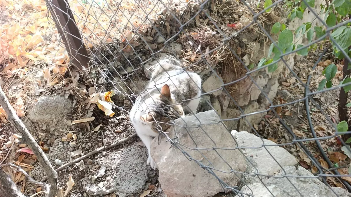 Kedi Dikenli Tellere Takıldı, Kurtarıldı
