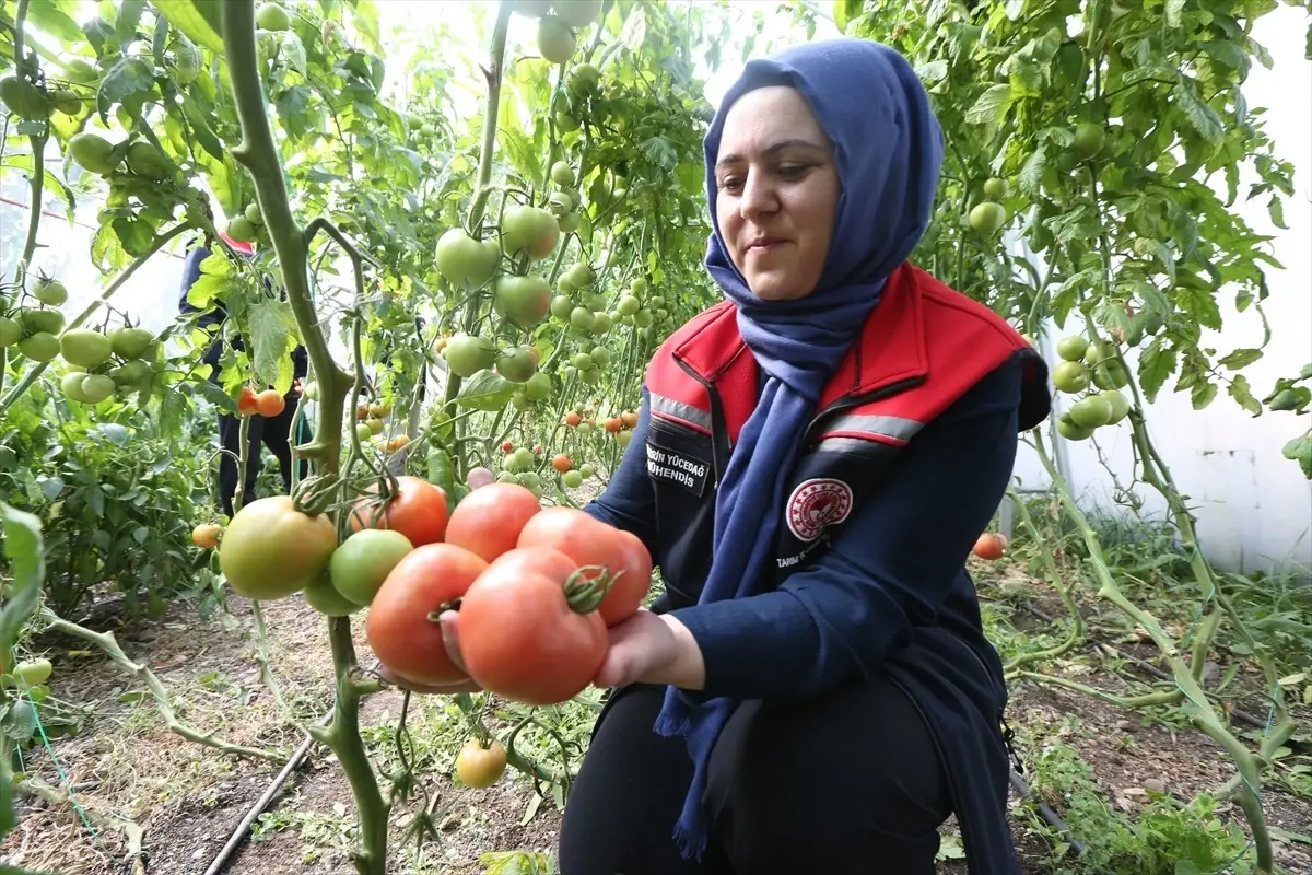 Bu görüntü 6 ay kar yağan ilden! Verim ihya etti, herkes yapmak istiyor