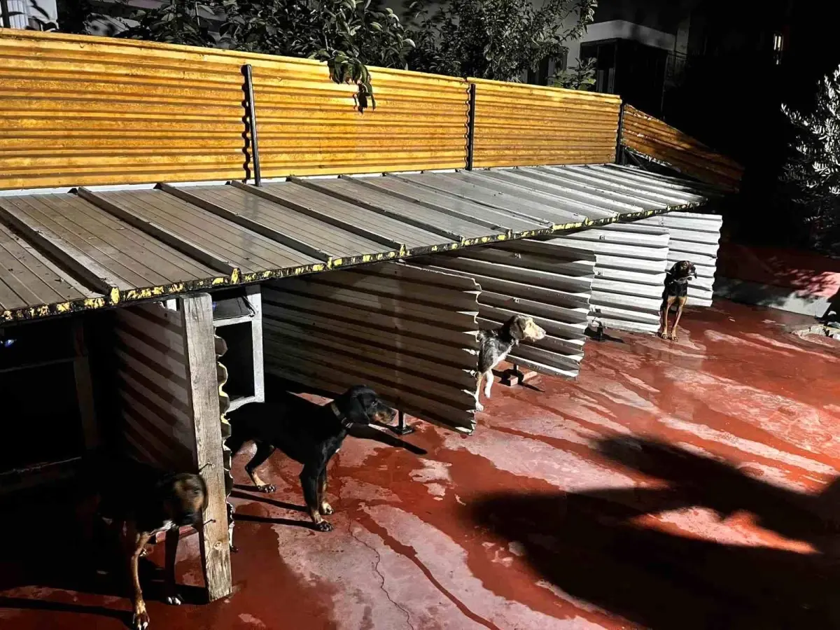 Balıkesir\'de Köpeklere Eziyet Eden Kişiye Cezai İşlem