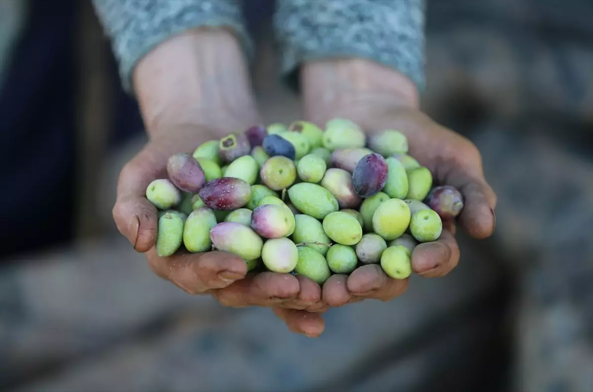 Antalya\'da Zeytin Üretimini Artırma Çabası