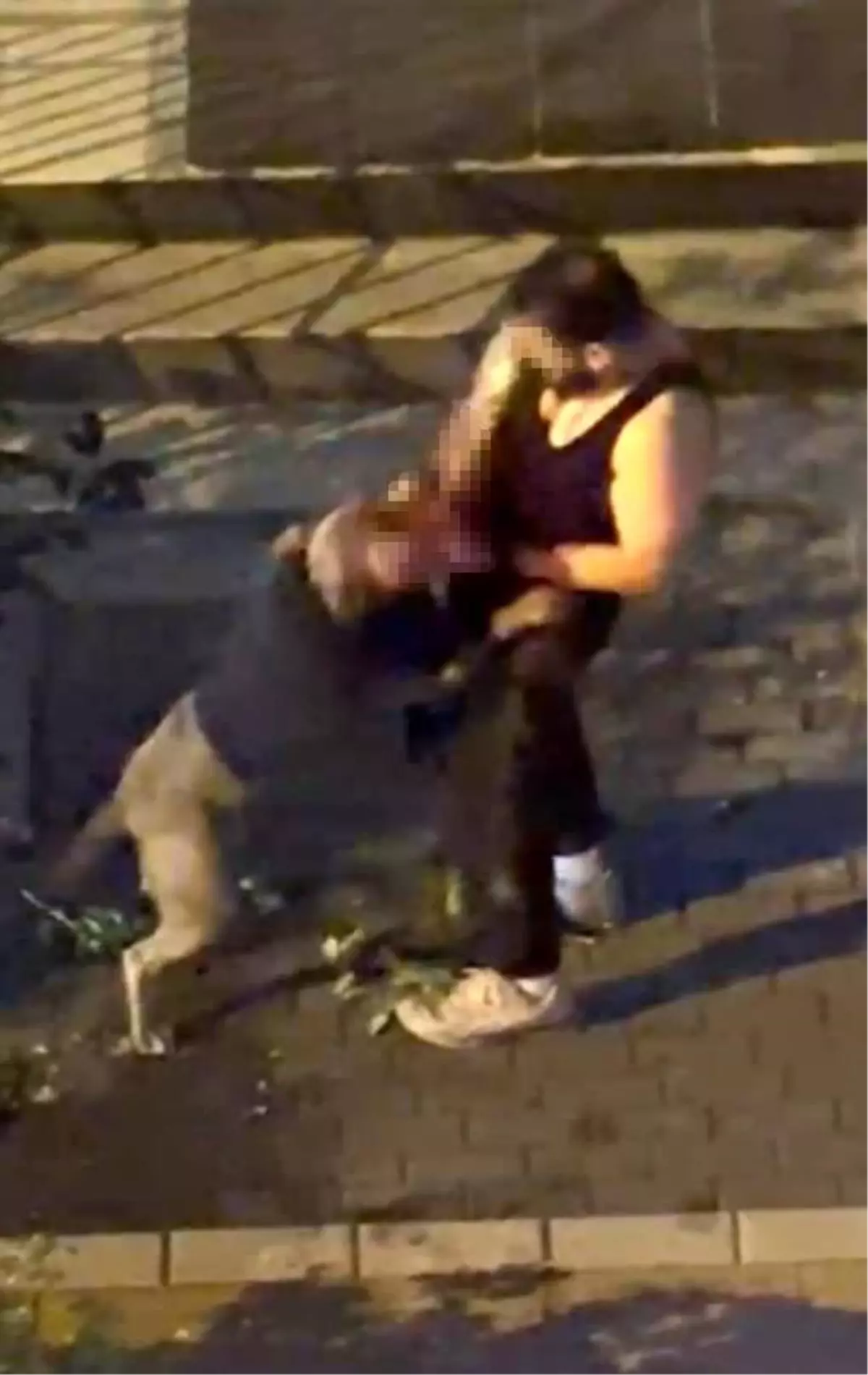 Bahçelievler\'de Pitbull Sahibine Saldırdı